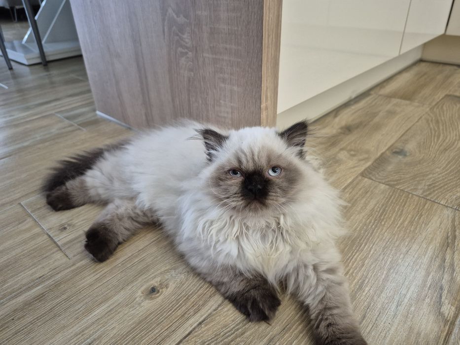 Ostatni Kot brytyjski kotka  point czekoladowy długowłosy