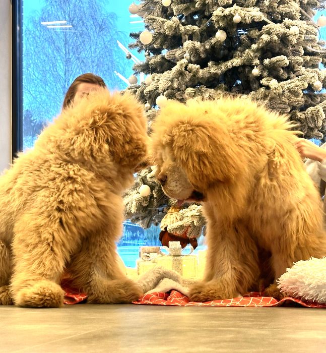 Тібетський мастиф