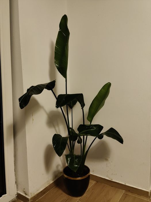 Kwiat Strelitzia Nicolai