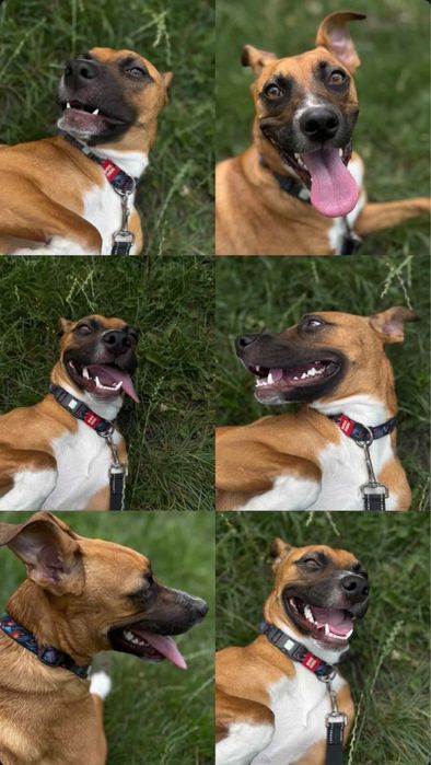 Отдам прекрасную собачку