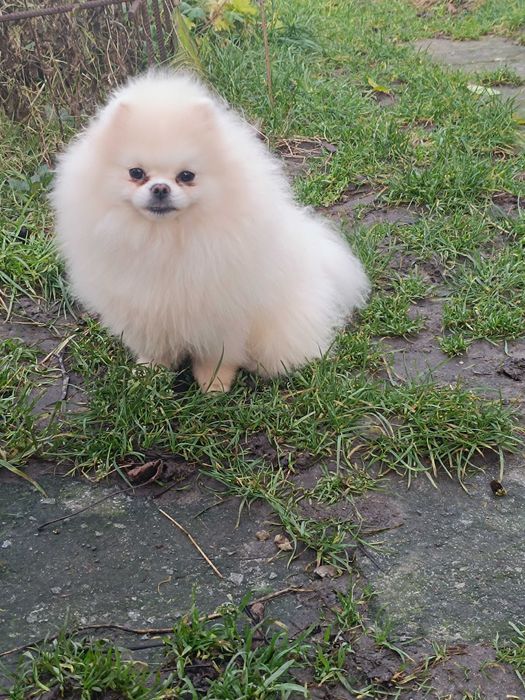 Померанський шпіц