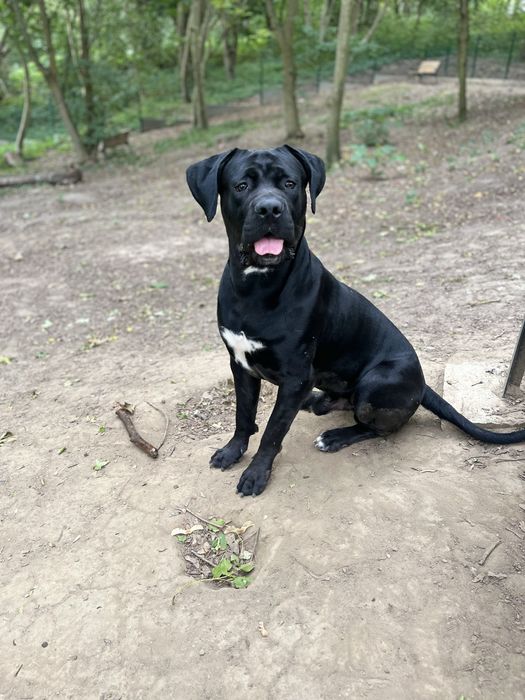 Pies do adopcji  Cane Corso