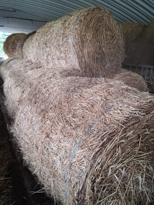 Fardos de palha de azevem pequenos e rolos