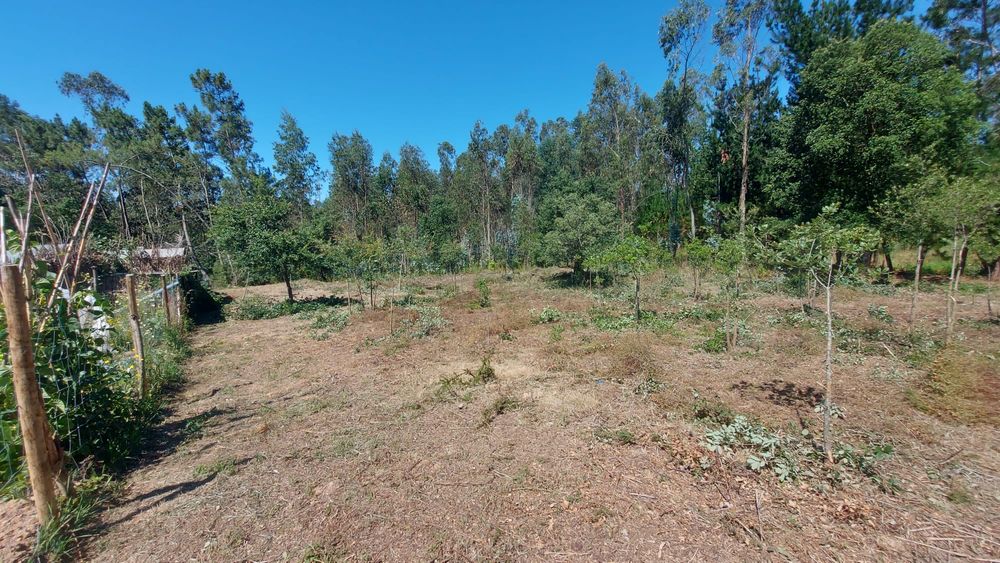 Terreno na figueira da foz (asseiço)