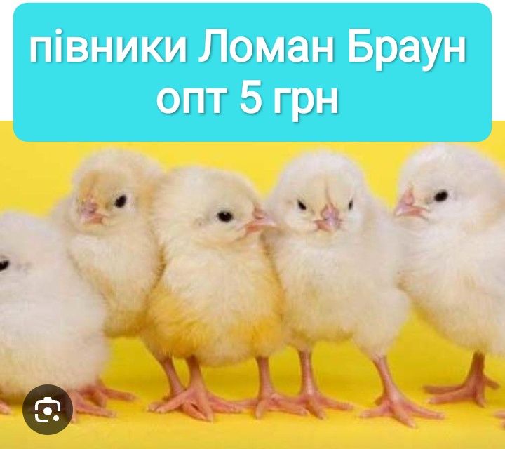 Добові півники Ломан Браун петушки суточні циплята