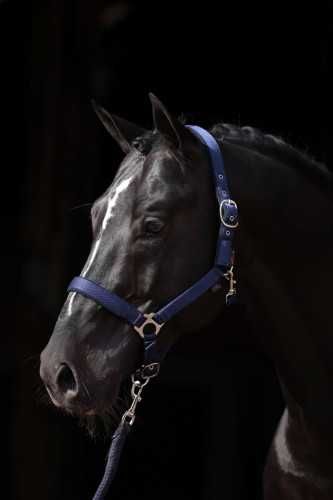 Kantar dla konia Dexter, niebieski, Covalliero