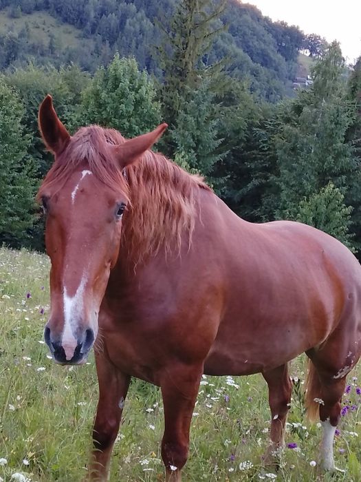 Продам добру кобилу