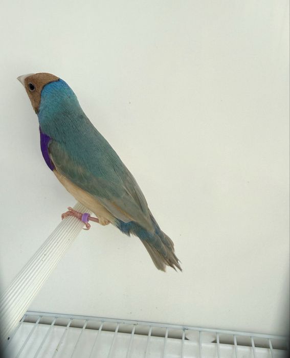 Diamante de gould macho adulto gold