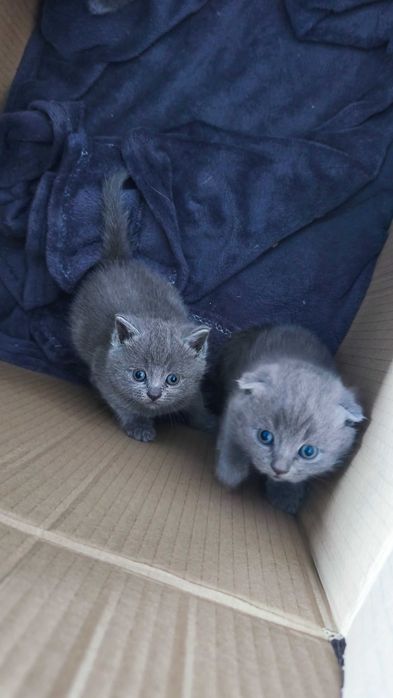 Шотландські кошенята