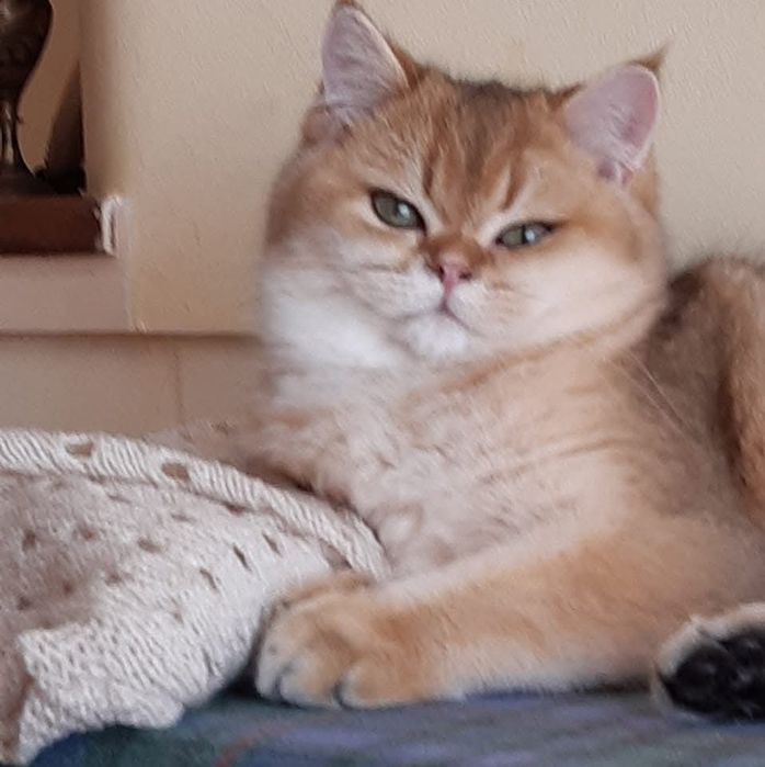 British Shorthair Golden    acazalar
