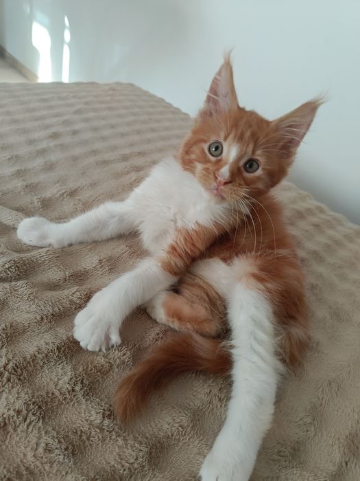 Kocurek Maine coon Maddy