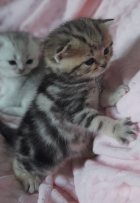 Котята шотландцы скоттиш страйт