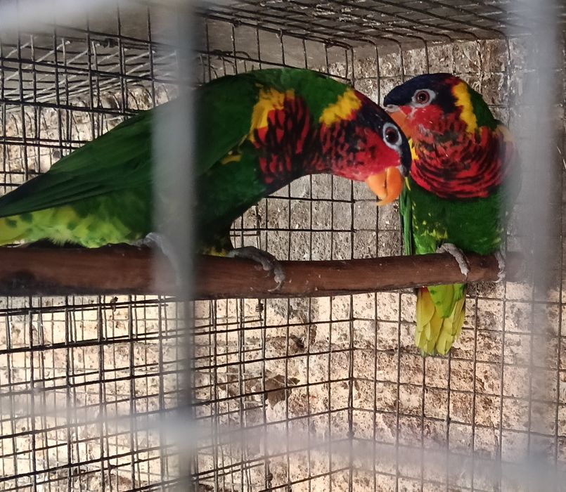 Psitacideos diversos