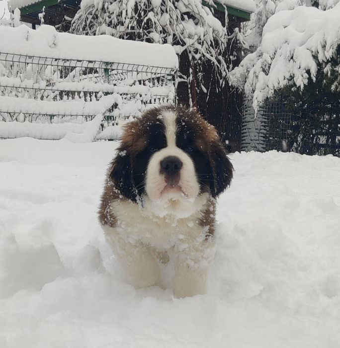 Довгошерстний хлопчик сенбернар. Офіційний розплідник КСУ FCI