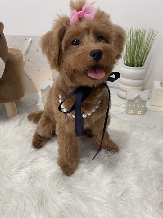 Міні-принцеси Помапу чекають на свої сімї