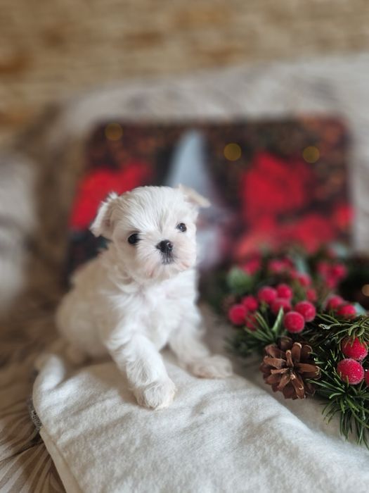 Maltańczyk malutka suczka fci