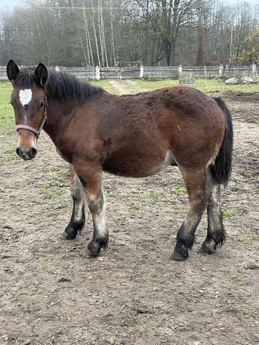 Kobyła Źrebna Srokata