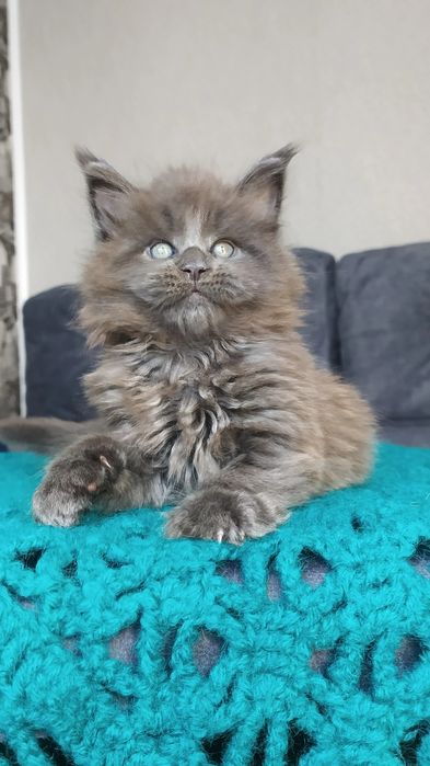 Мейн Кун кот для вязки