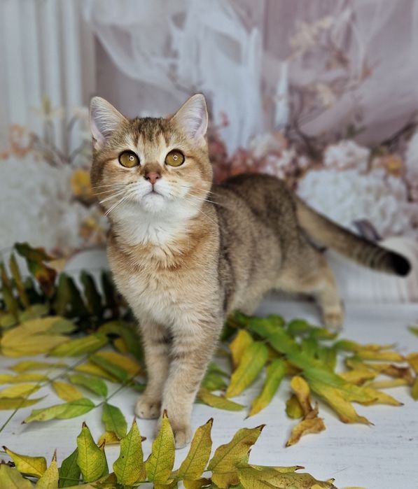 Золотая британская девочка