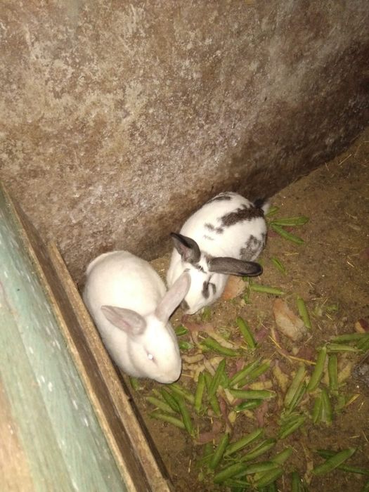 Vendo coelhos grandes