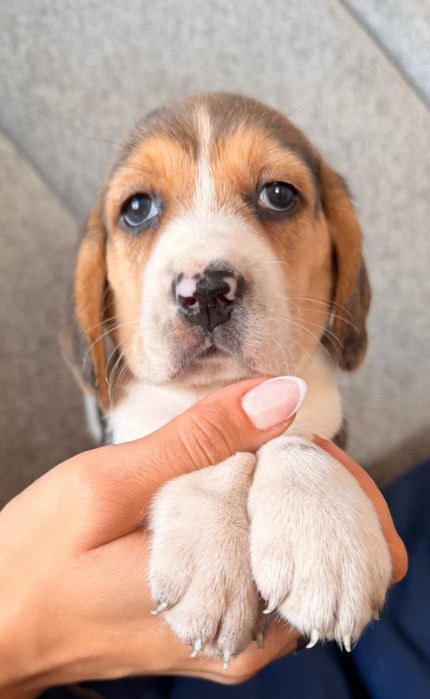 BEAGLE Rodowód bicolor tricolor suczka piesek szczeniak szczeniaczek z rodowodem