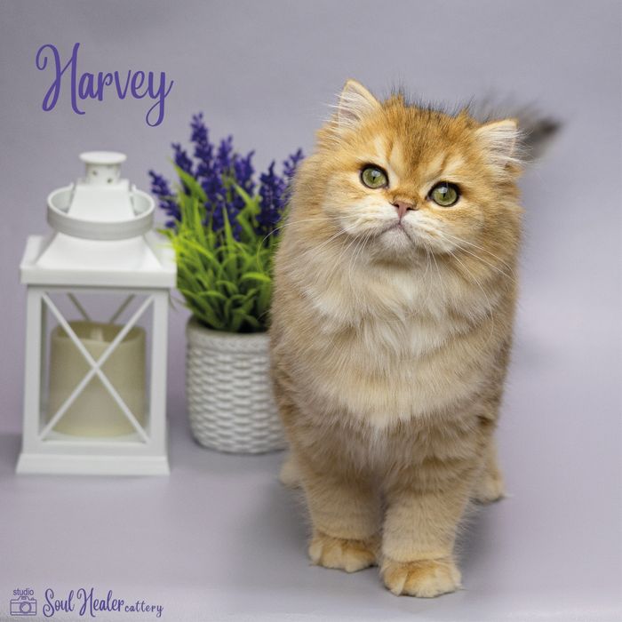 Британське кошеня