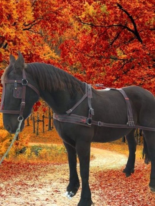 Для Коня.Комплект,шкірозамінник,шлея,наритник,вуздечка,віжки,посторонк