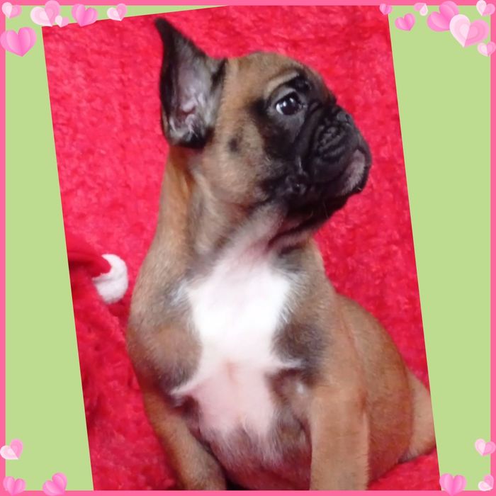 Ідеальні цуценята