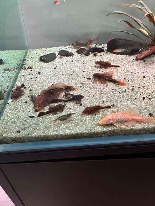 Peixe ancistrus juvenis