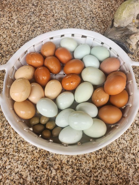 Vendo ovos de várias cores de galinhas poedeiras.