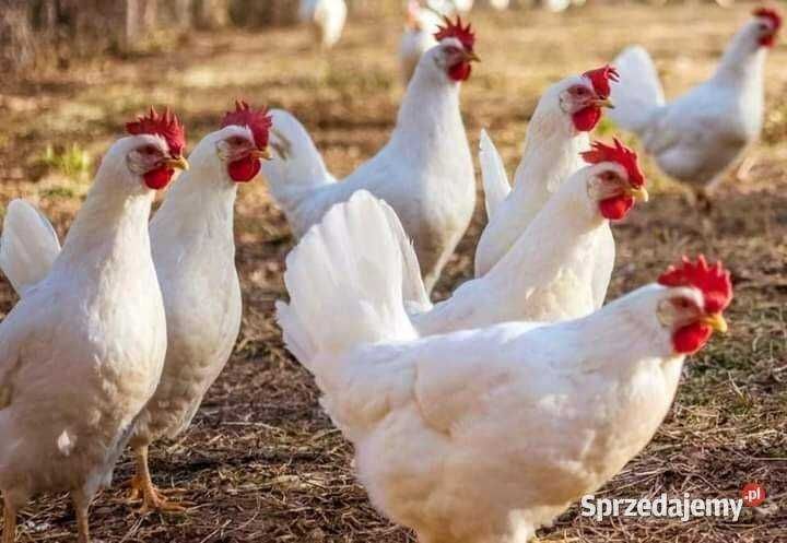 Ferma sprzeda kury ł14