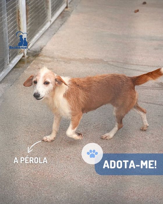 Perola cadela porte medio- pequeno
