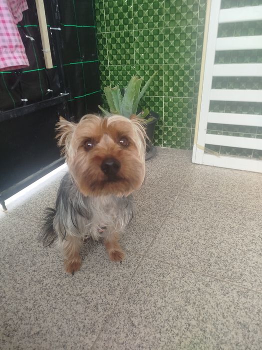 Yorkshire Terrier lindíssimo
