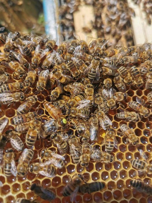 Pszczoły, Silne rodziny pszczele Krainka ramka wielk/warsz. odkłady