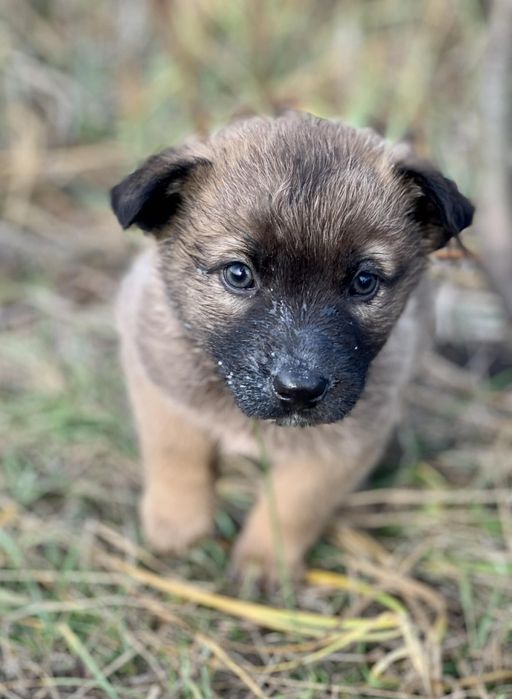 Отдам щенка-девочку