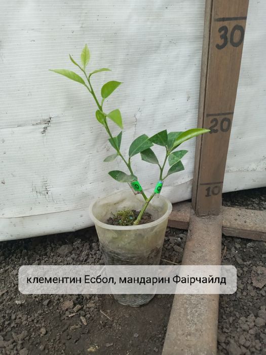 На 2 вида цитруси