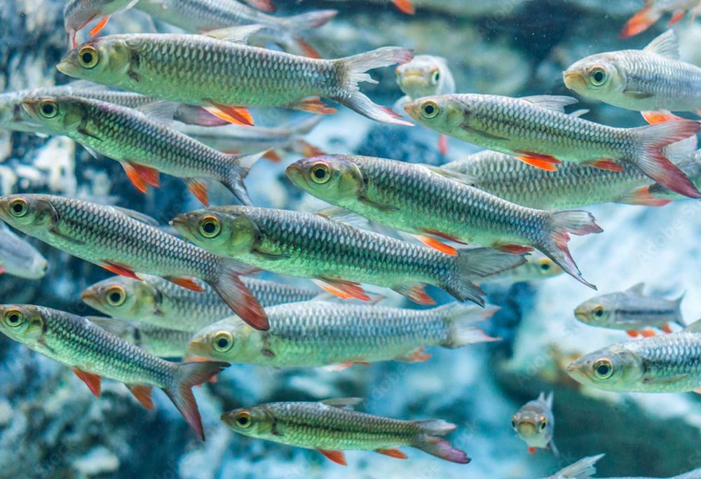 Brzanka jednopręga - Leptobarbus hoevenii - dowóz, wysyłka