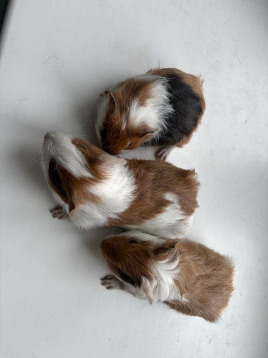 Продам морські свинки