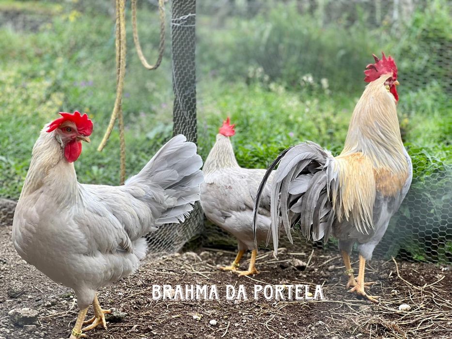 OVOS - LEGHORN ISABELLA / LEGHORN MIL FLORES