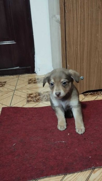 Віддам песика-хлопчика безкоштовно!