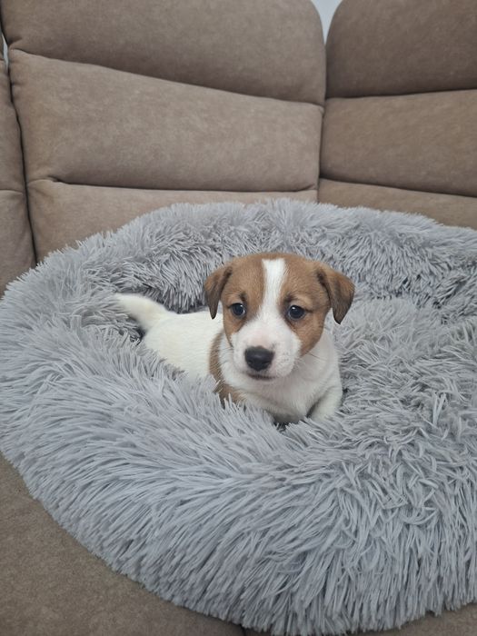 Śliczny piesek Jack Russell Terrier