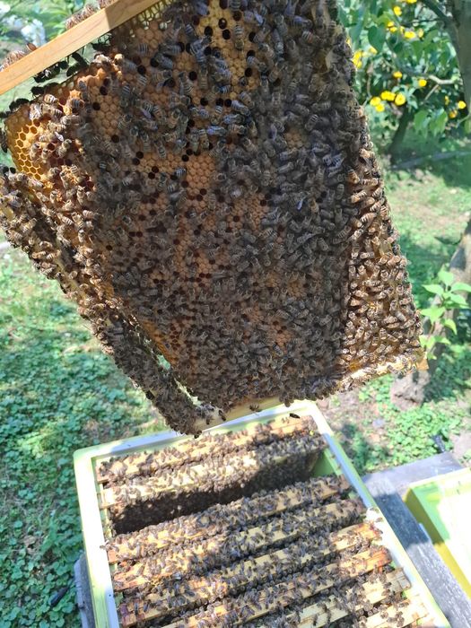 Matki pszczele Carnica