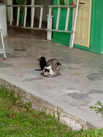 Gatinhos à procura de uma família consciente