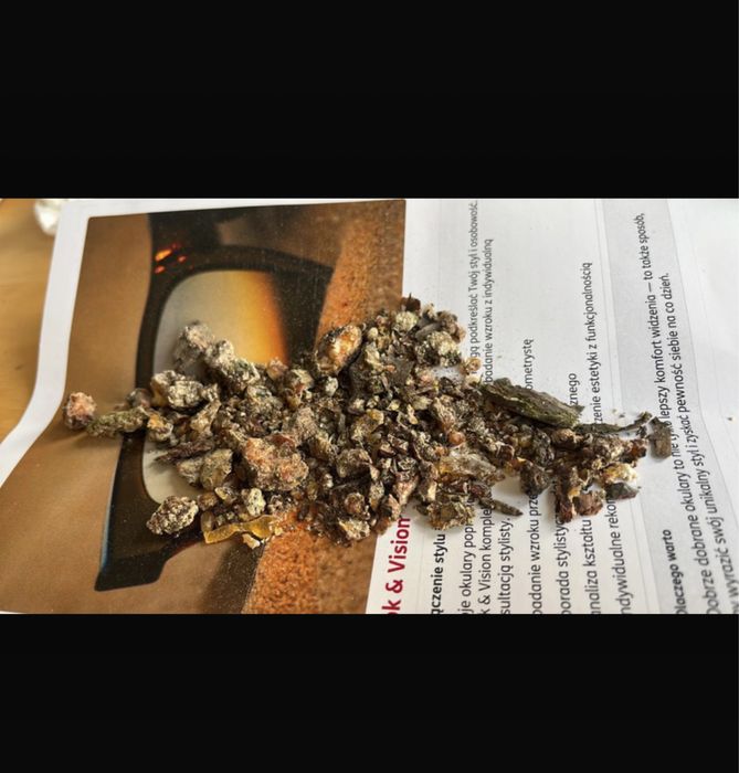 Żywica sosny i świerku