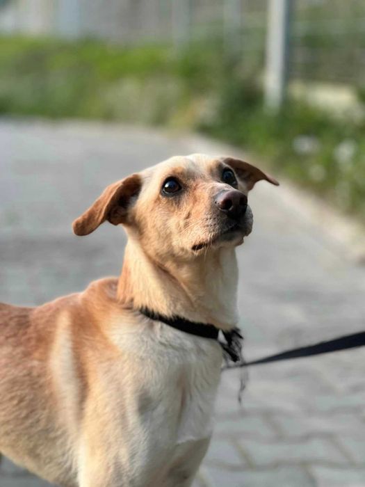 Cudowny Velvet szuka miłego domku