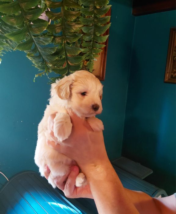 Maltipoo - suczka kremowa