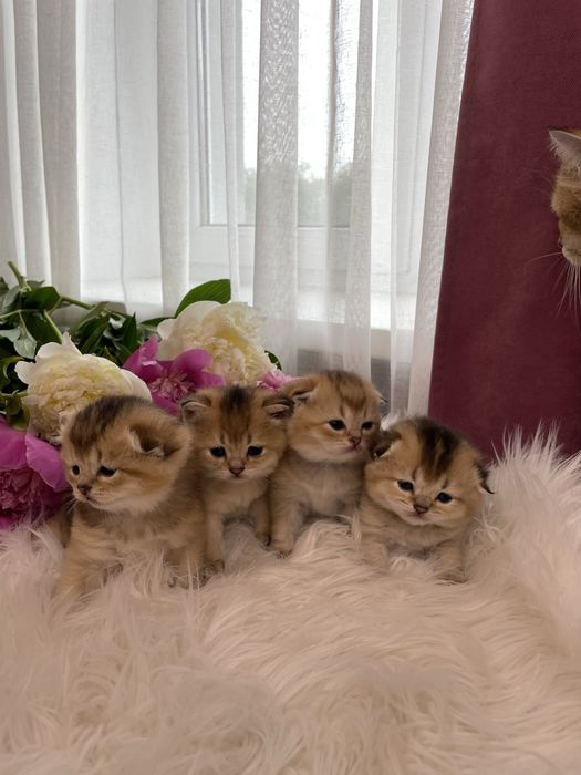 Шотландські кошенята, золота шиншила, скотіш фолд, скотіш страйт