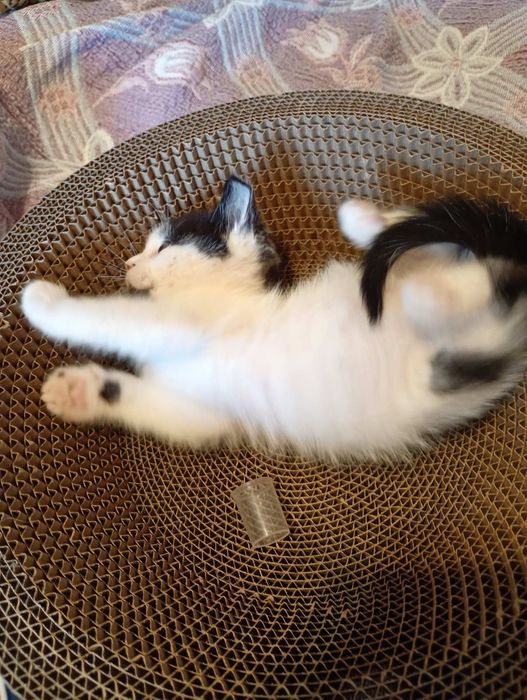 Котик, кошеня хлопчик
