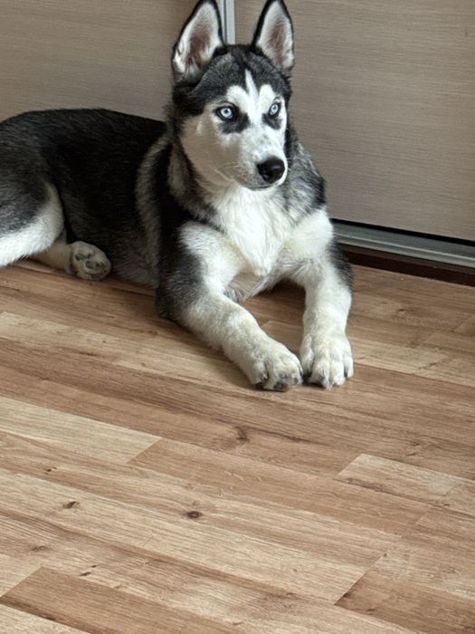 Husky syberian.
