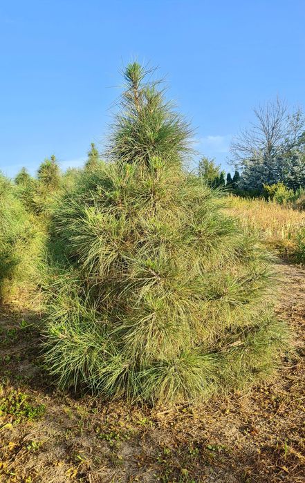 Сосна Жовта (Pinus Ponderosa)